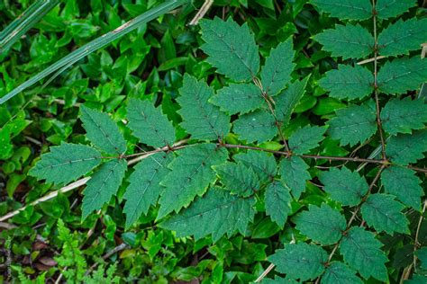 樹幹有刺的植物|五加科 Araliaceae 